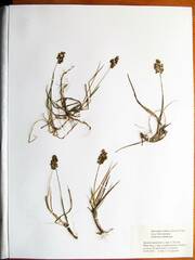 Anthoxanthum glabrum