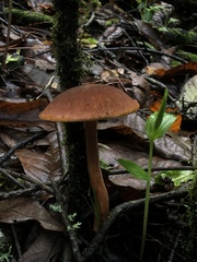Austroboletus gracilis