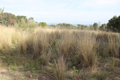 Muhlenbergia macroura