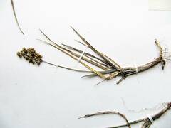 Anthoxanthum glabrum