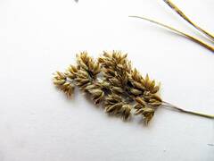 Anthoxanthum glabrum