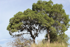 Juniperus deppeana deppeana