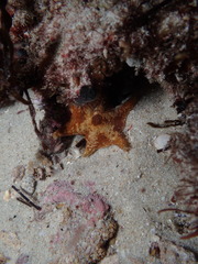 Meridiastra