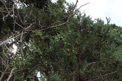 Juniperus deppeana deppeana