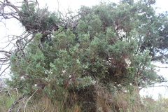 Juniperus deppeana deppeana