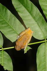Boana punctata