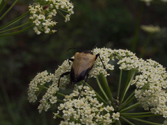 Ligusticum canbyi