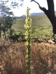 Platanthera elongata