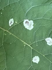 Calycomyza flavinotum