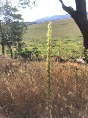 Platanthera elongata