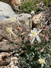 Aquilegia pubescens