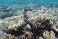 Ctenochaetus striatus