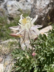 Aquilegia pubescens