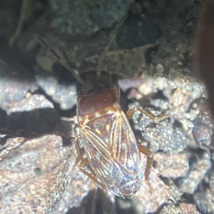 Cryphula trimaculata