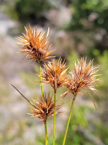 Longbristle Beaksedge (Rhynchospora megaplumosa)