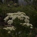 Canby's Wild Lovage - Photo (c) Susan, some rights reserved (CC BY-NC), uploaded by Susan