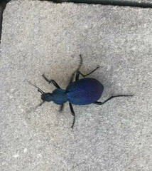 Carabus scabrosus tauricus