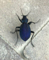 Carabus scabrosus tauricus