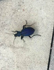 Carabus scabrosus tauricus