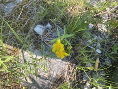 Hypericum dolabriforme