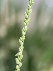 Paspalum intermedium