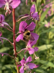 Bombus flavidus flavidus