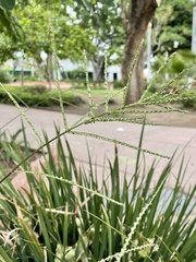 Paspalum intermedium