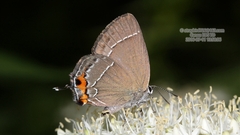 Satyrium eximia