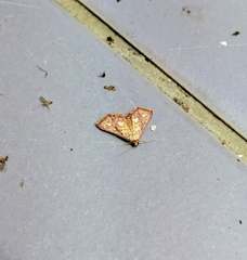 Enispa rosellus