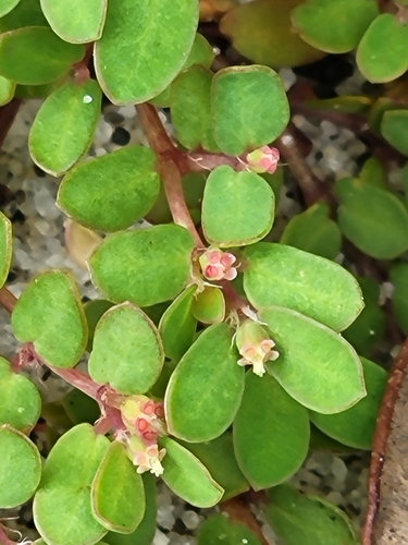 Image of Euphorbia cordifolia by (c) Jay Horn, some rights reserved (CC BY)