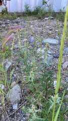 Artemisia tilesii