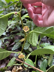 Capsicum lycianthoides