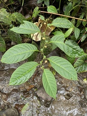 Capsicum lycianthoides