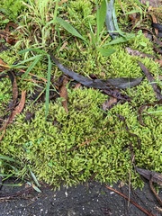 Racopilum cuspidigerum