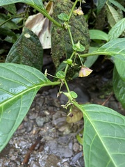 Capsicum lycianthoides