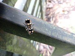 Hoplomutilla insignis