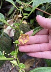 Capsicum lycianthoides