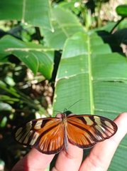 Athesis clearista