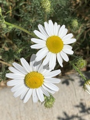 Tripleurospermum inodorum