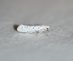 Yponomeuta cagnagella