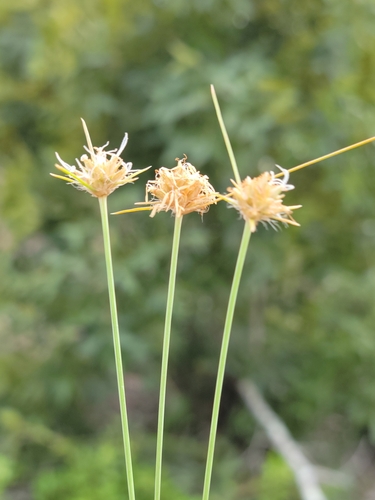 Ware's hairsedge (Bulbostylis warei)