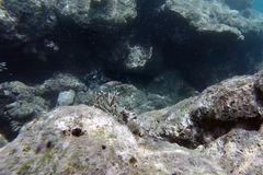Halichoeres chrysotaenia