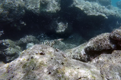Halichoeres chrysotaenia
