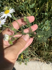Tripleurospermum inodorum