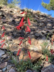 Penstemon rostriflorus