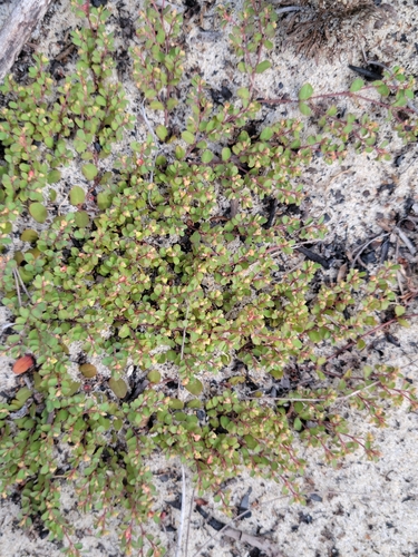 Image of Euphorbia cordifolia by (c) Jay Horn, some rights reserved (CC BY)