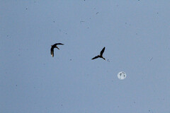 Dendrocygna autumnalis