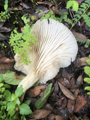 Pleurotus smithii