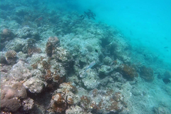 Monotaxis grandoculis