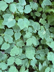 Vancouveria hexandra